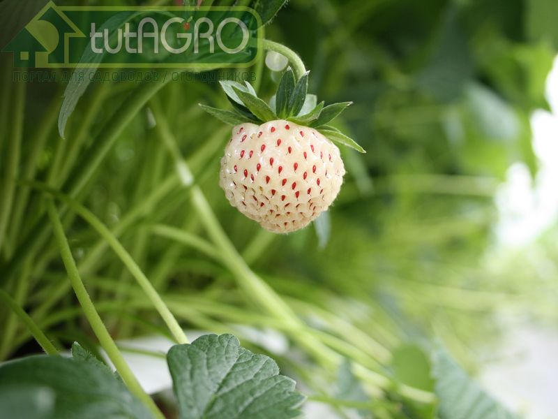 Размножается Пайнберри только семенами и делением куста - AGROzen