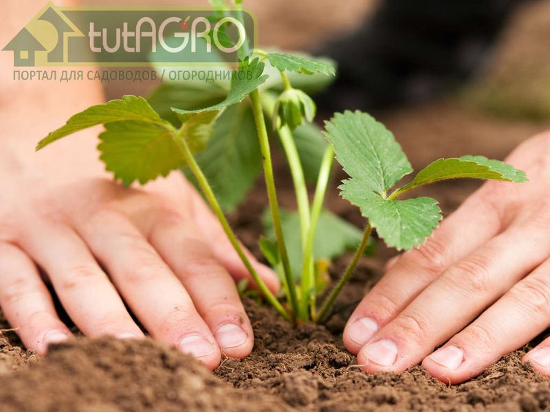 Пайнберри - настоящая находка для аллергиков - AGROzen