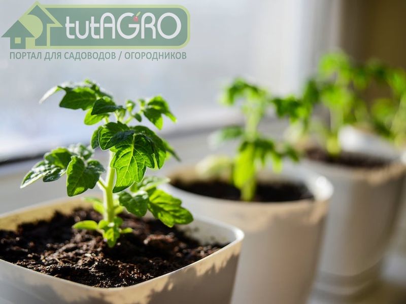Повышение температуры воздуха - AGROzen