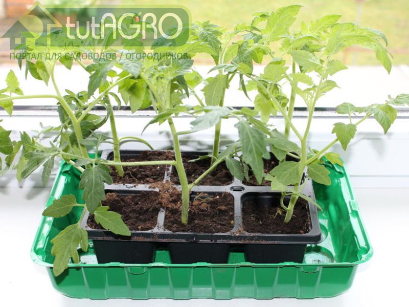Влияние на длину дня - AGROzen