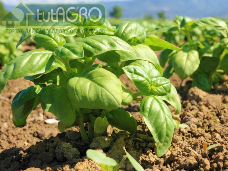Базилик и томат хорошие соседи - AGROzen