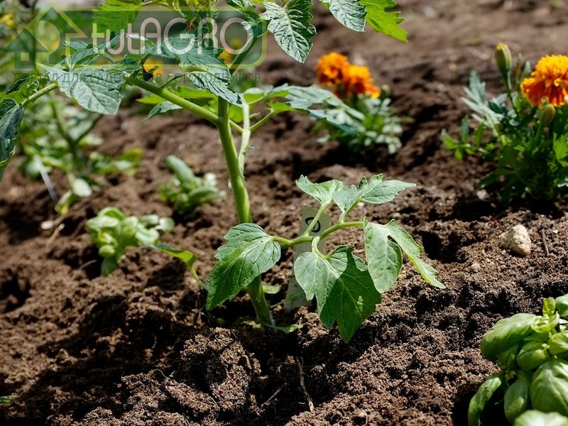 Что посадить рядом с томатом? Отвечает Иван Русских - AGROzen