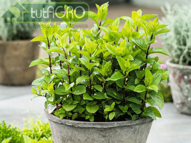 Мята - отличный сосед для томата - AGROzen