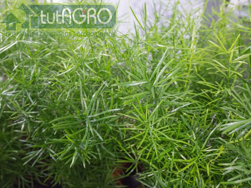 Хорошими соседями для томатов по огороду являются Спаржа/Аспарагус - AGROzen