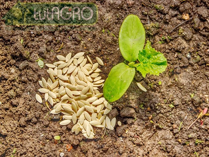 Итак, когда речь идет о плоских семенах, высевать их лучше плашмя - AGROzen