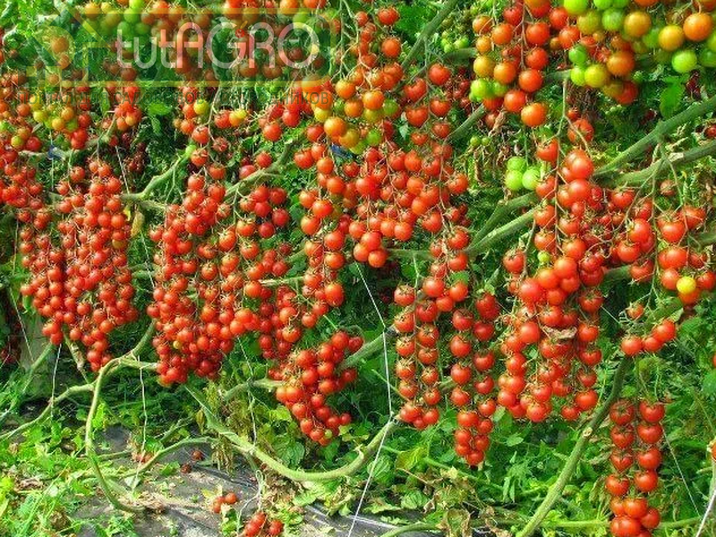 Современные сорта томатов являются мощными потребителями минеральных питательных веществ с неуемным аппетитом - AGROzen