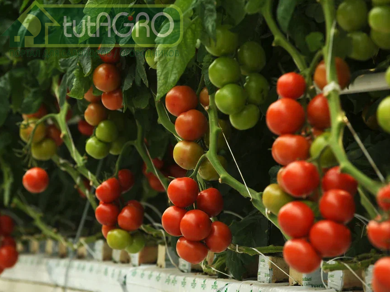 В деле формирования урожая томатов у каждого элемента питания - своя роль - AGROzen