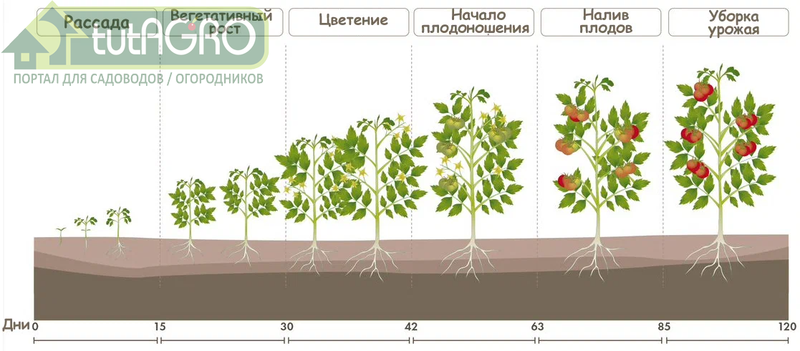 Примерное развитие тепличного томата выглядит вот так - AGROzen
