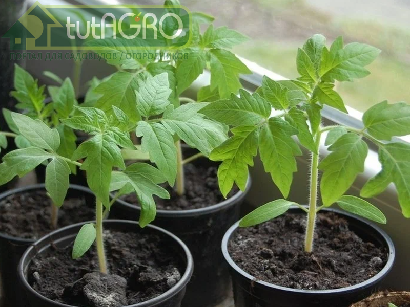 В начале роста томата у растения должна развиться солидная корневая система - AGROzen