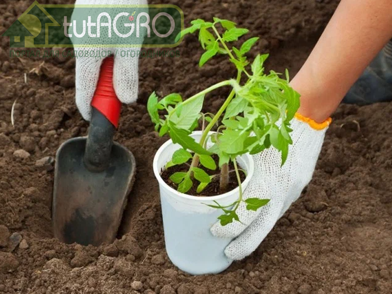 Вегетативный рост томатов - AGROzen