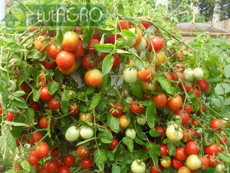 Не забудьте о профилактике вершинной гнили у томатов - AGROzen