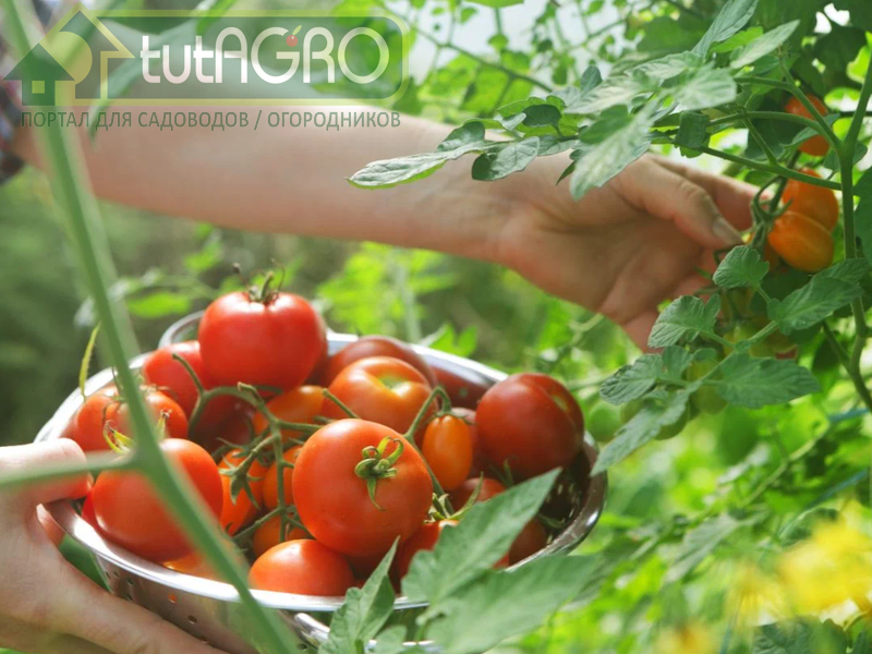 Уборка урожая требует уже других усилий: катать, уваривать, морозить... Но и о подкормках не стоит забывать. если хотите собрать побольше и подольше - AGROzen