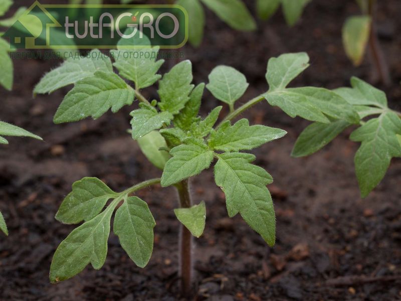 У применения гуматов есть и обратная сторона - AGROzen