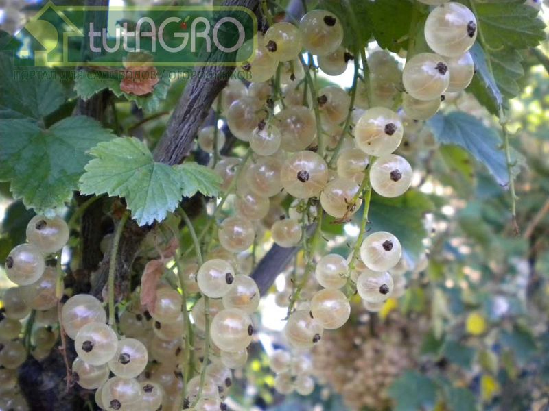 Агротехника сортов белой смородины не отличается от красной родственницы - AGROzen
