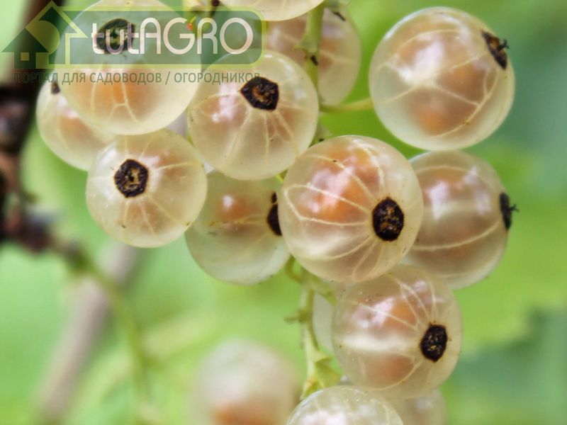 Белую смородину обычно выращивают как кустарник - AGROzen