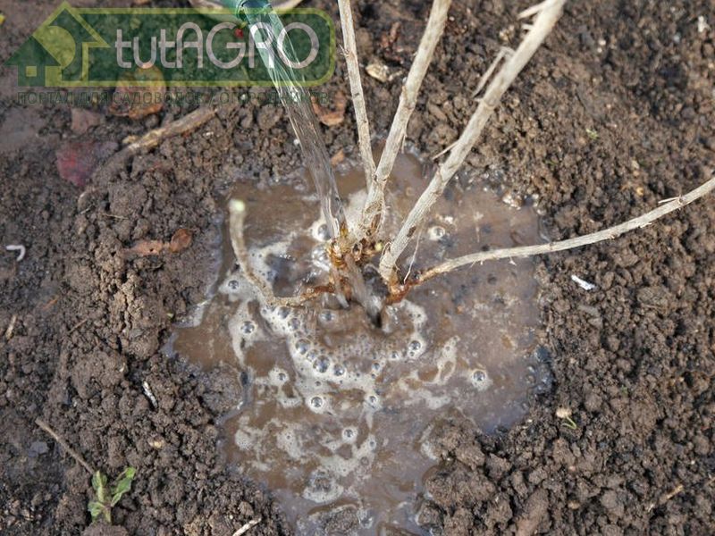 Дополнительный полив обычно необходим только в засушливые периоды - AGROzen