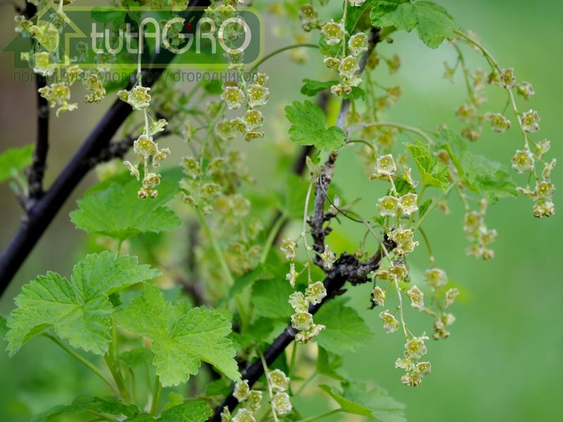 Белая смородина - самоопыляемая - AGROzen
