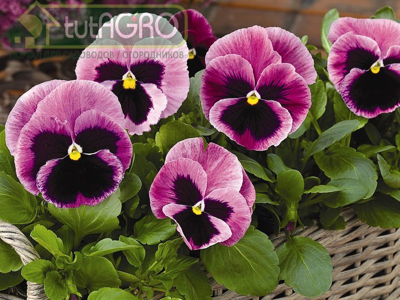 Виолу можно использовать для озеленения террас и балконов - AGROzen
