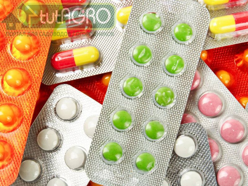 В домашней аптечке - AGROzen