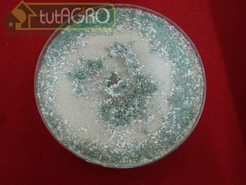 После обрастания всей поверхности «киселя» можно его перемешать и дождаться более обильного роста триходермы - AGROzen