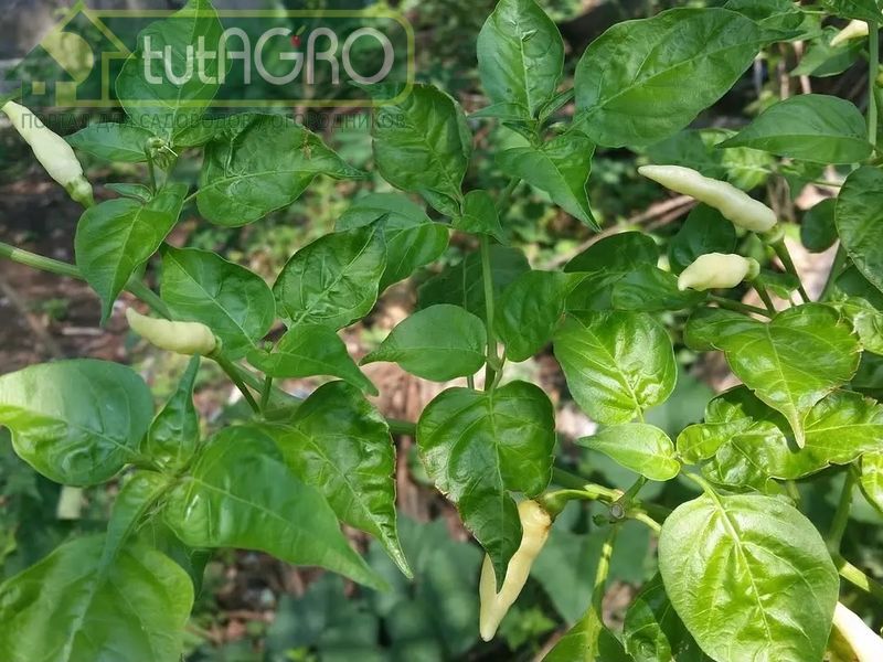 Азот для перца в период роста плодов важнее, чем калий и фосфор - AGROzen