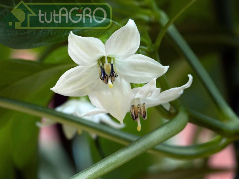 Азот добавлять надо, но в небольшом количестве - AGROzen