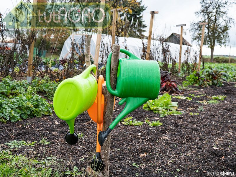 Такая подкормка будет и хорошей профилактикой вершинной гнили - AGROzen