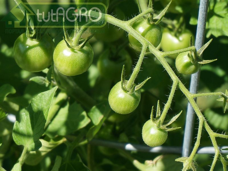 При необходимости можно совместить обработку Гулливером с подкормками железом и бором При необходимости можно совместить обработку Гулливером с подкормками железом и бором - AGROzen