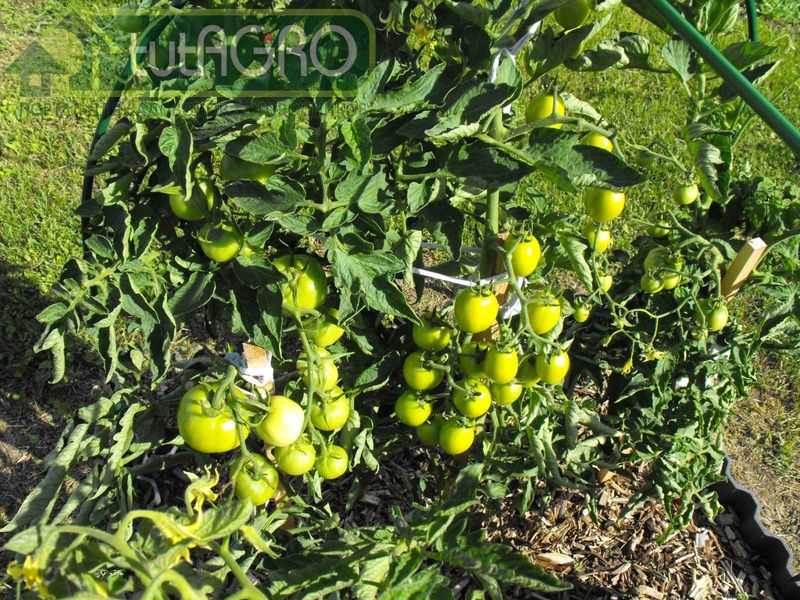 Гормоны растений, гормональная регуляция - ключ к механизму получения высоких урожаев Гормоны растений, гормональная регуляция - ключ к механизму получения высоких урожаев - AGROzen