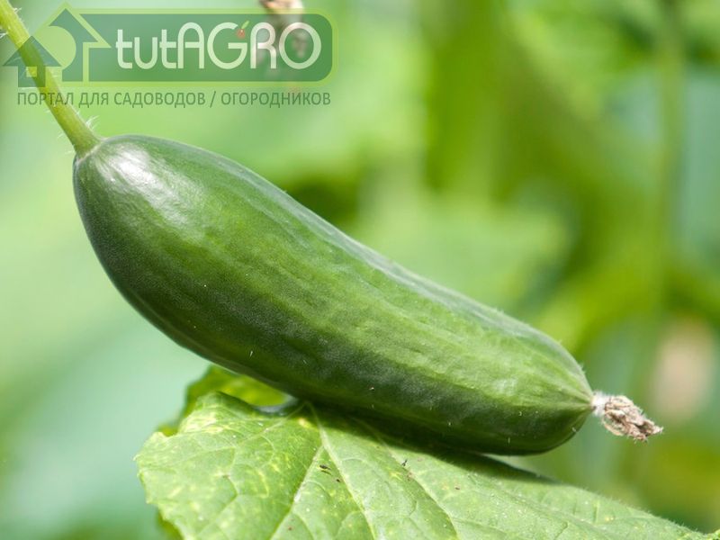 От чего зависит «вкусность» плодов? - AGROzen