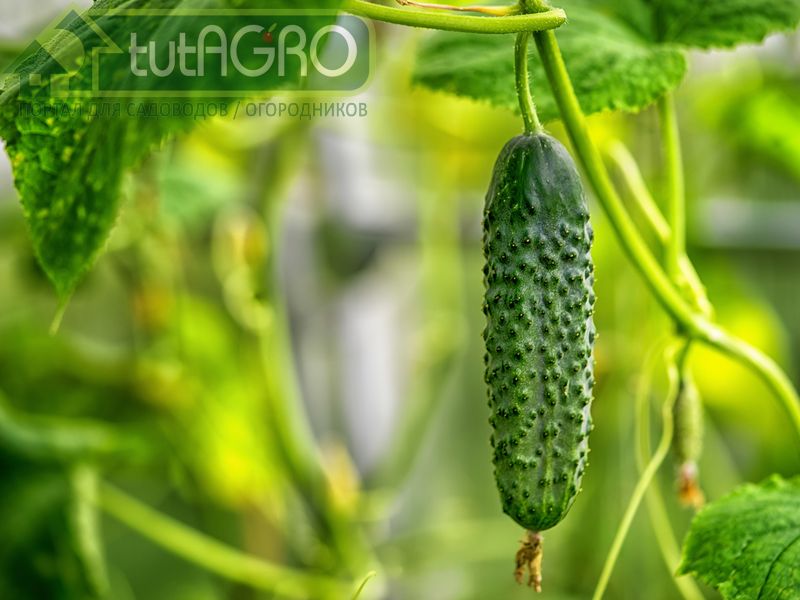Применяйте опрыскивания с энергостимуляторами - AGROzen