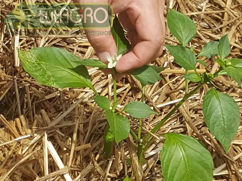 Листья темно-зеленые, бутоны и цветки есть, но растение затормозилось в росте - совсем короткое - AGROzen