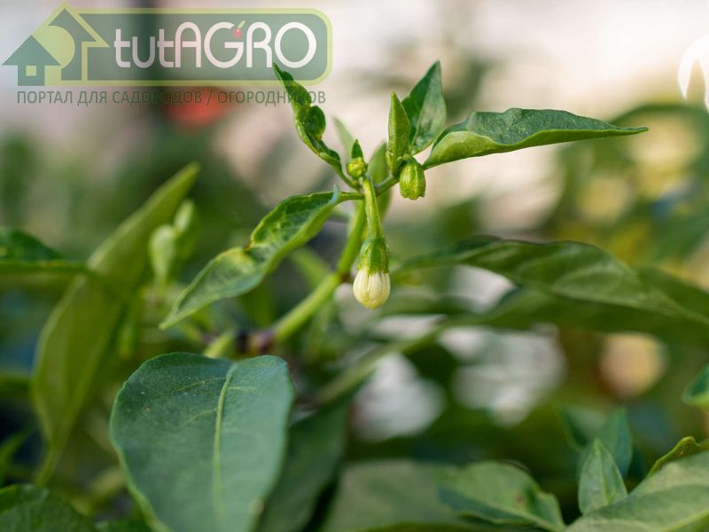 Растение совсем низкое, а бутонов - много. Оставлять или оборвать бутоны? - AGROzen