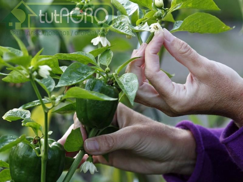 Листья закручиваются кверху, сморщенные - AGROzen