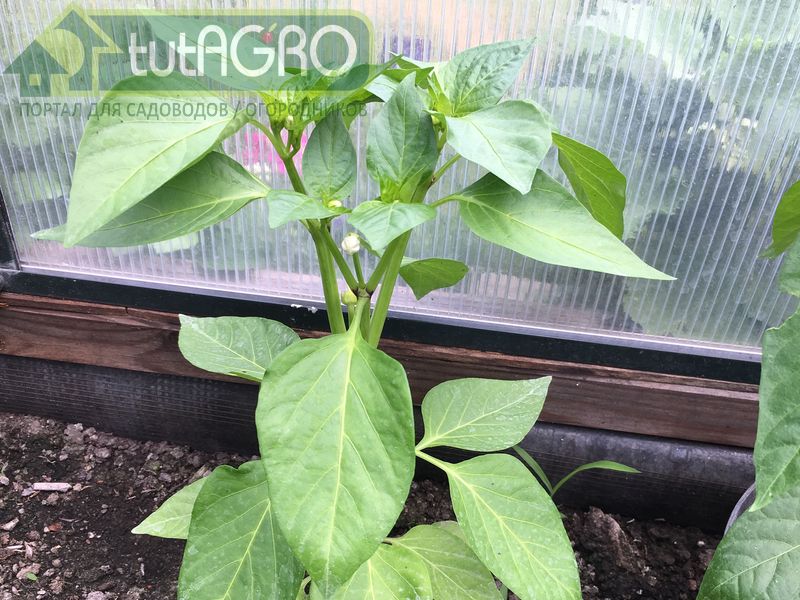 Верхние листочки темнее, чем остальные - AGROzen