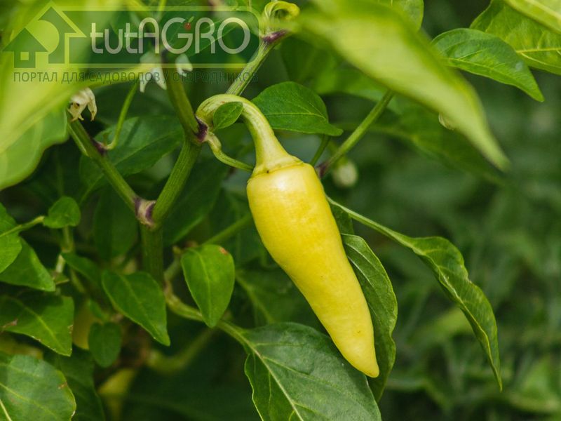 Растения пожелтели, несмотря на подкормки монофосфатом калия - AGROzen