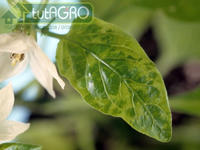 Листья стали фиолетовые - AGROzen