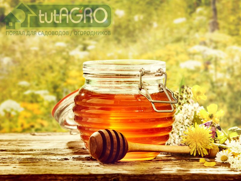 Возможно, пчелы и навещают можжевельник - AGROzen
