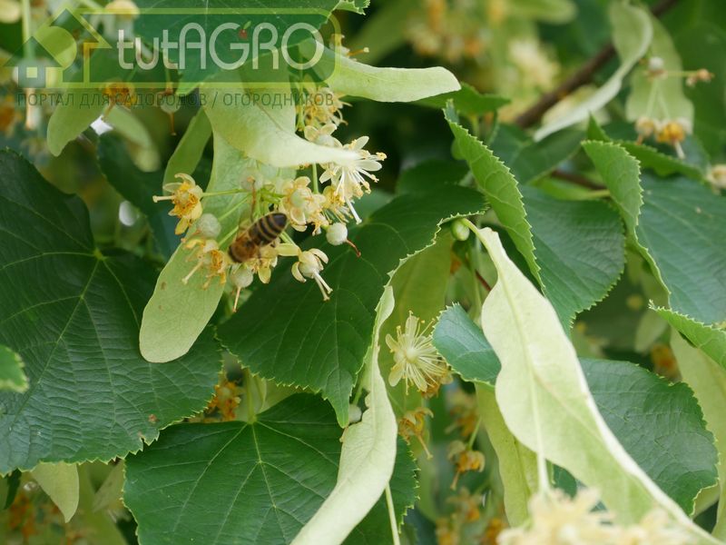 Липовым медом славится Башкортостан - AGROzen
