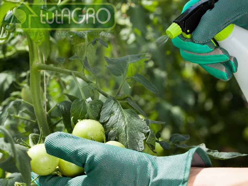 При кальциевом голодании страдают прежде всего плоды, а при магниевом - листья - AGROzen