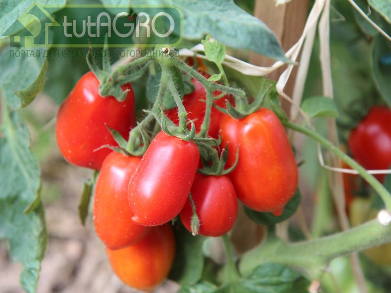 Не перекармливайте растения золой, контролируйте дозы внесения монофосфата калия - AGROzen