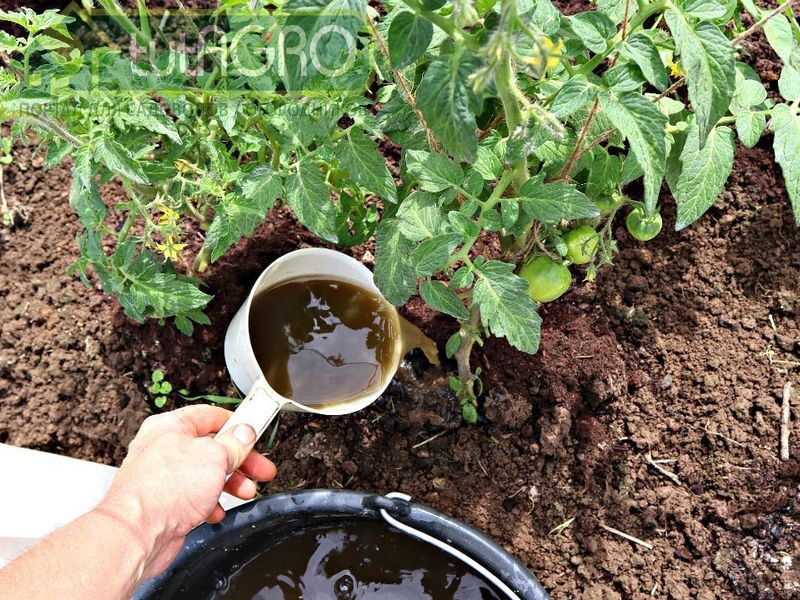 Фосфор остро необходим растениям на начальных этапах развития - AGROzen