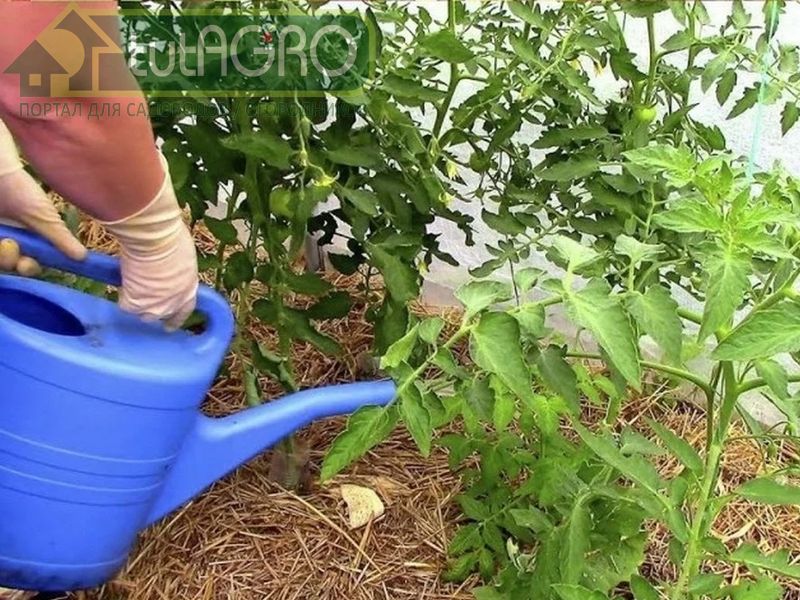 Травяной настой обогатит почву питательными веществами - AGROzen