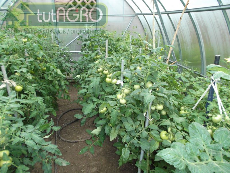 Увядание в самом простом случае может быть вызвано засухой Увядание в самом простом случае может быть вызвано засухой - AGROzen