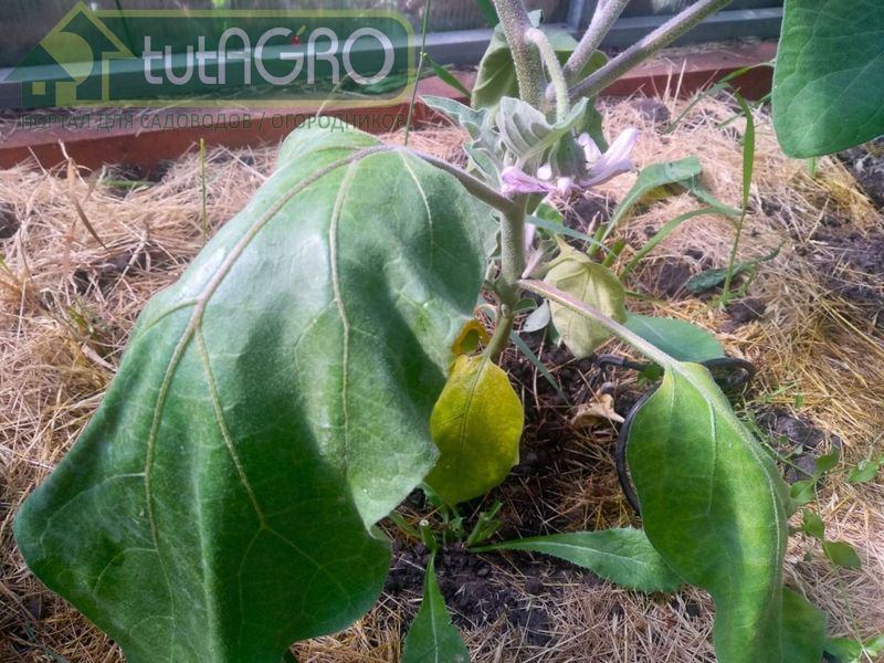 Бактериозы сосудистые, фузариоз, вертициллез Бактериозы сосудистые, фузариоз, вертициллез - AGROzen