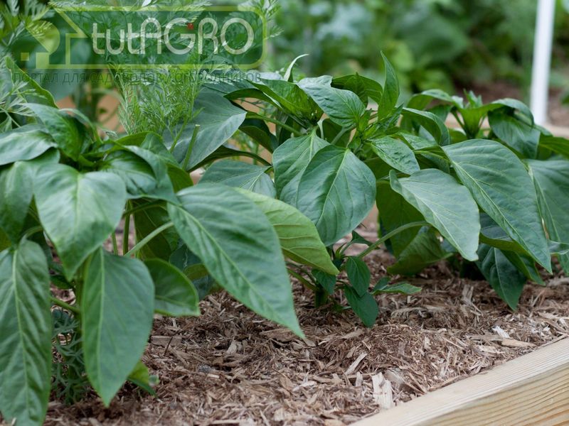 Чаще всего заражение происходит на стадии пересадки растений Чаще всего заражение происходит на стадии пересадки растений - AGROzen