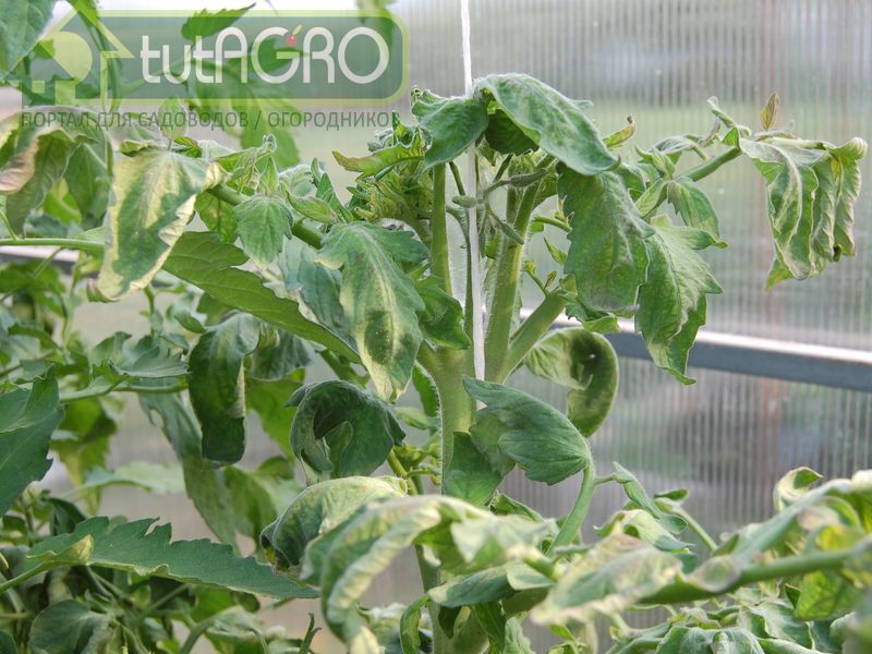 Не забывайте о посадке фунгицидных растений Не забывайте о посадке фунгицидных растений - AGROzen