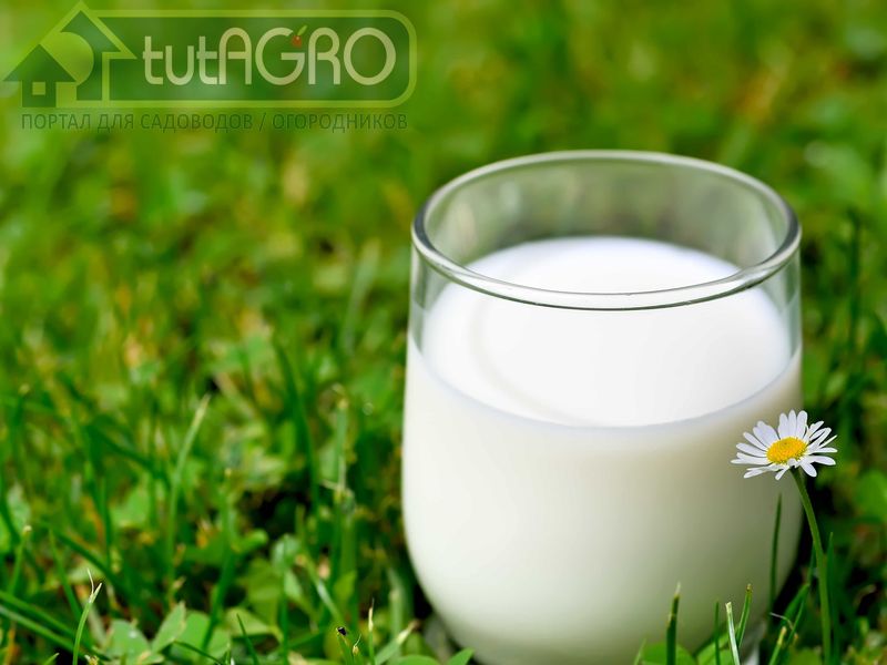Молоко - абсолютно экологически безопасное средство против мучнистой росы - AGROzen