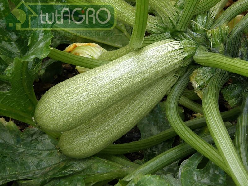Конец июля - разгар урожая кабачков - AGROzen