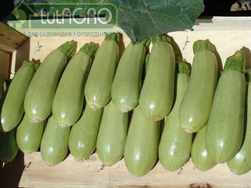 Кабачки с признаками вершинной гнили надо незамедлительно удалять - AGROzen